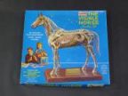 THE VISIBLE HORSE