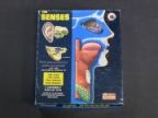 THE SENSES